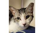 Millicent Domestic Shorthair Adult Female
