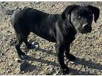 Slash Labrador Retriever Puppy Male