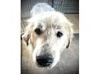Charlie Great Pyrenees Adult Male
