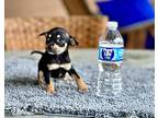 twetty Chihuahua Puppy Female