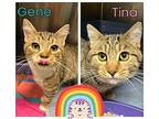 Tina Domestic Shorthair Kitten Female