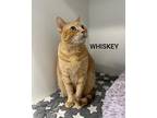 Whiskey Domestic Shorthair Adult Male