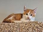Toulouse American Shorthair Young Male