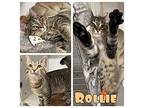 Rollie Domestic Shorthair Young Male