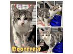 Roosevelt Domestic Shorthair Young Male