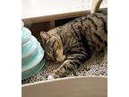 Twitch Domestic Shorthair Young Male