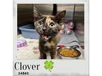 Clover Domestic Shorthair Kitten Female