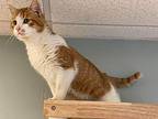 Alder Domestic Shorthair Young Male