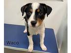 Waco Puppy Male