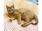 Rascal Domestic Shorthair Young Male