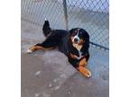 Daisy Bernese Mountain Dog Adult Female