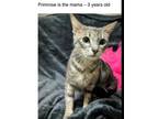 Primrose Domestic Shorthair Young Female