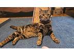 Romeo Domestic Shorthair Young Male