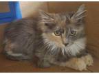 Skitty Domestic Mediumhair Kitten Female
