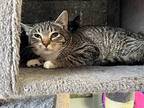 Joleen Domestic Shorthair Kitten Female