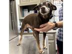 Cookie MS ~ Chihuahua Adult Female
