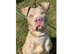 Brandi American Pit Bull Terrier Adult Female