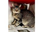 King Domestic Shorthair Young Male