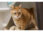 Ginger Snap Domestic Shorthair Adult Male