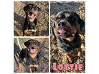 Lottie - Sponsored Rottweiler Adult Female