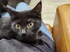 Venus Domestic Shorthair Kitten Female