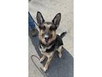 Princess German Shepherd Dog Adult Female