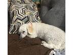 Gizmo $300 Poodle (Standard) Adult Female