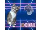 Dinah Domestic Shorthair Adult Female