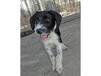 Charlie Border Collie Young Male