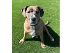 Mikayla Mixed Breed (Large) Senior Female