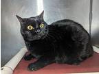 Clawdean Domestic Shorthair Senior Female