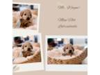 Miniature Labradoodle Puppy for sale in Seymour, MO, USA