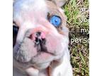 Boston Terrier Puppy for sale in Birch Run, MI, USA