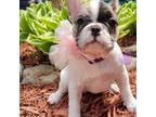 French Bulldog Puppy for sale in Port Huron, MI, USA