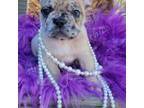 French Bulldog Puppy for sale in Port Huron, MI, USA