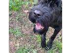 Black Russian Terrier Puppy for sale in Columbia, SC, USA