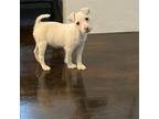 Parson Russell Terrier Puppy for sale in Johnstown, CO, USA