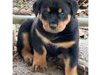 Rottweiler Puppy for sale in Milton, FL, USA