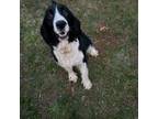 English Springer Spaniel Puppy for sale in Marietta, SC, USA