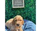 Goldendoodle Puppy for sale in Lakeland, FL, USA