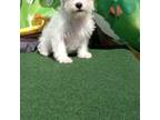Zuchon Puppy for sale in Effingham, IL, USA