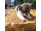 Pomeranian Puppy for sale in Atlanta, GA, USA