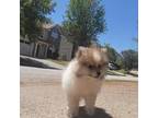 Pomeranian Puppy for sale in Atlanta, GA, USA