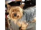 Yorkshire Terrier Puppy for sale in Iron Mountain, MI, USA
