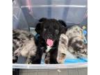 French Bulldog Puppy for sale in Decatur, GA, USA
