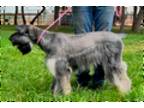 Schnauzer (Giant) Puppy for sale in Longmont, CO, USA