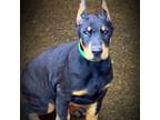 Doberman Pinscher Puppy for sale in Estacada, OR, USA