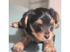 Yorkshire Terrier Puppy for sale in Bainbridge, GA, USA