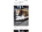 Adopt Michael bonded with John a Orange or Red Tabby Domestic Shorthair (short