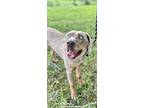 Adopt Bowen a Labrador Retriever / Weimaraner / Mixed dog in Barrington